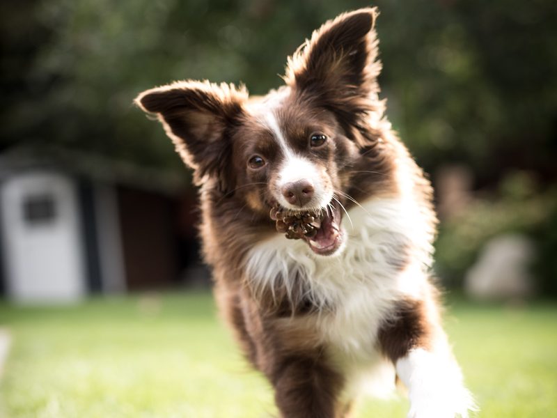 Lotty, der Bürohund von Mindbrain, rennt mit einem Tannenzapfen über die Wiese